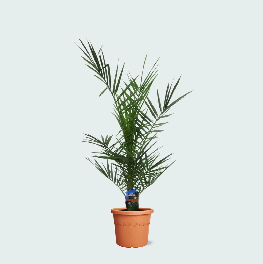 Phoenix Canariensis dubbelstam - 80cm