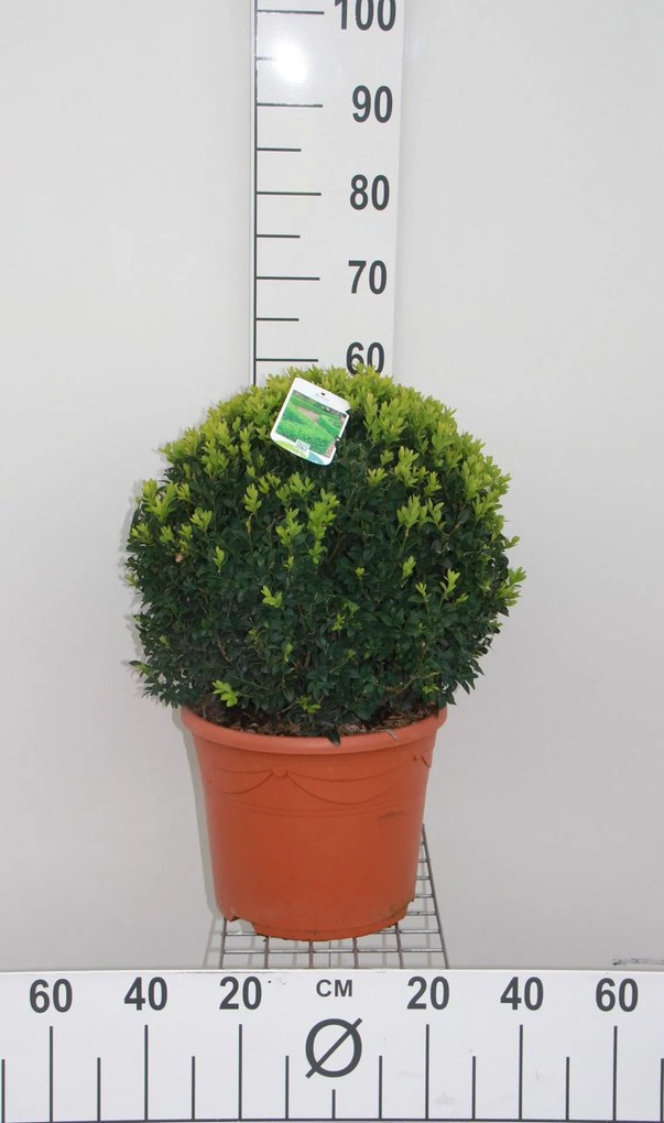 Buxus sempervirens - pot - bolvorm diameter 40+ cm