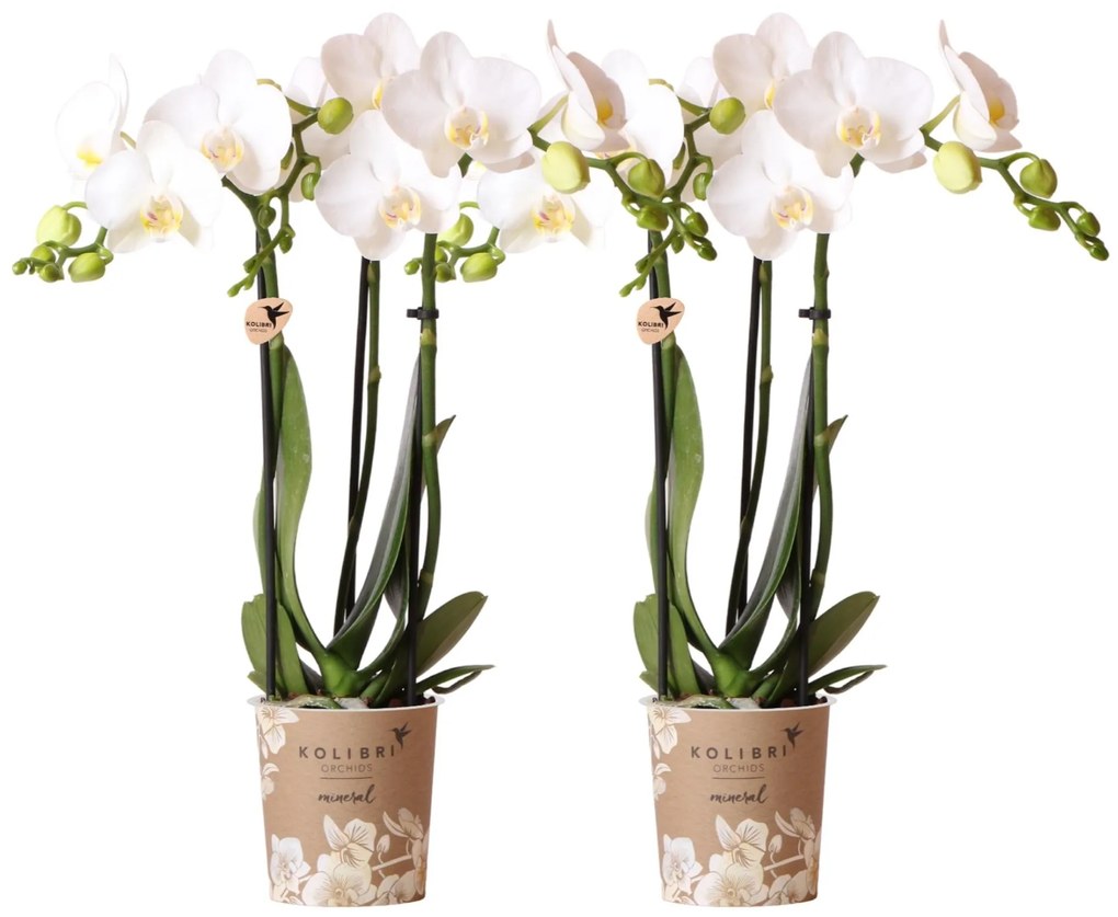 Combi deal - 2 Orchideeën