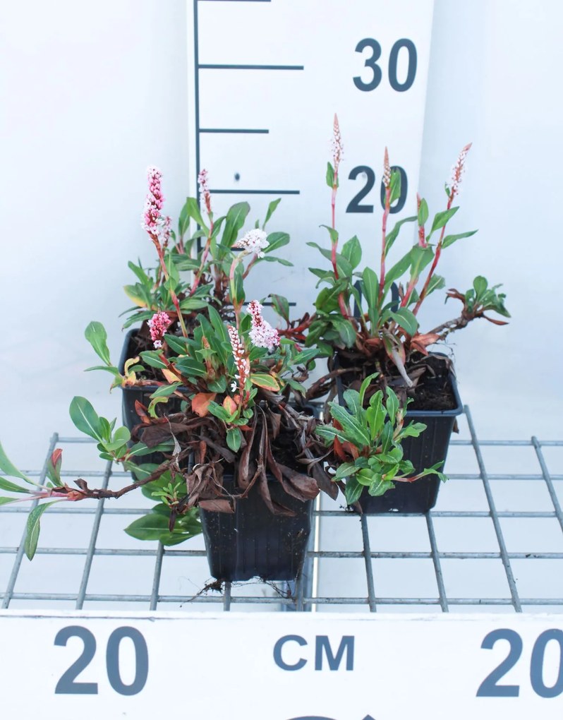 Persicaria affinis 'Kabouter' - pot 9x9 cm -