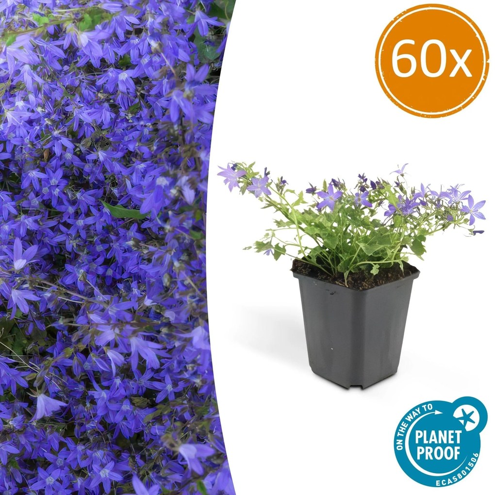Campanula poscharskyana 'Stella' - 20cm