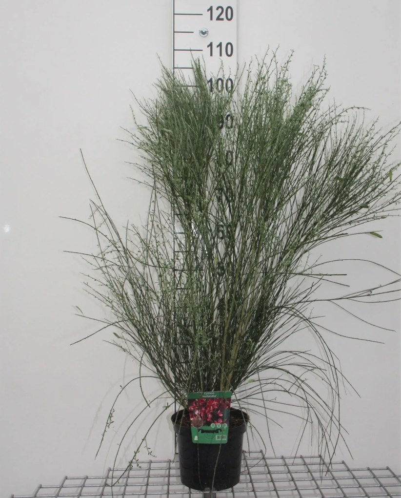 Cytisus 'Hollandia' - pot - 40-60 cm