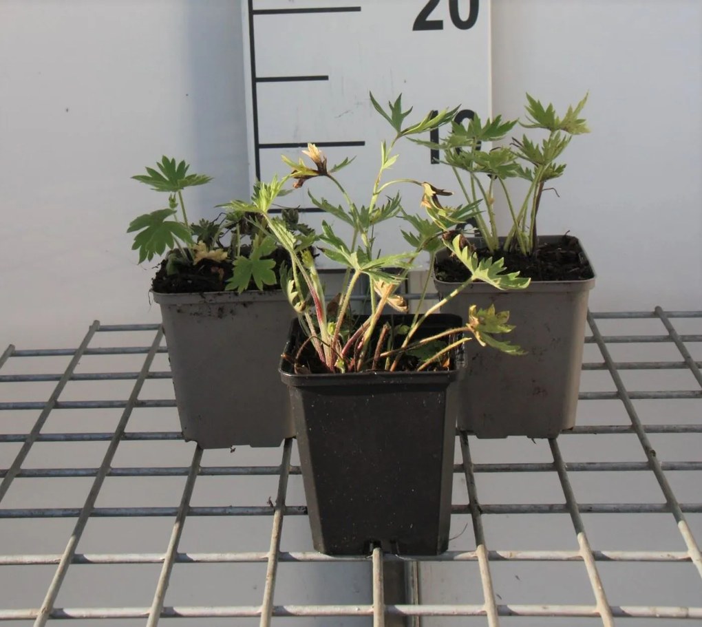 Delphinium 'Bellamosum' - pot 9x9 cm