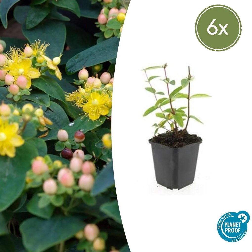 Hypericum Inodorum 'Annebel' - 20cm
