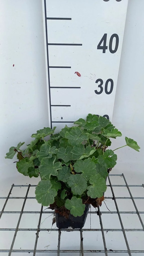 Alchemilla vulgaris - pot 9x9 cm (Vrouwenmantel) -