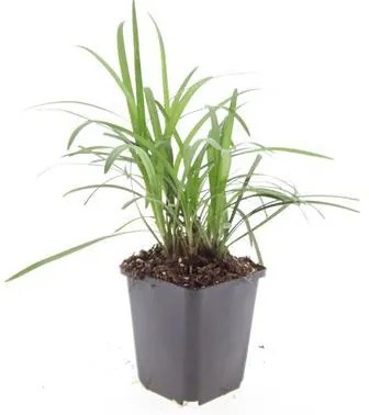 48x Liriope muscari'Monroe White'-↕10-25cm - Ø9cm