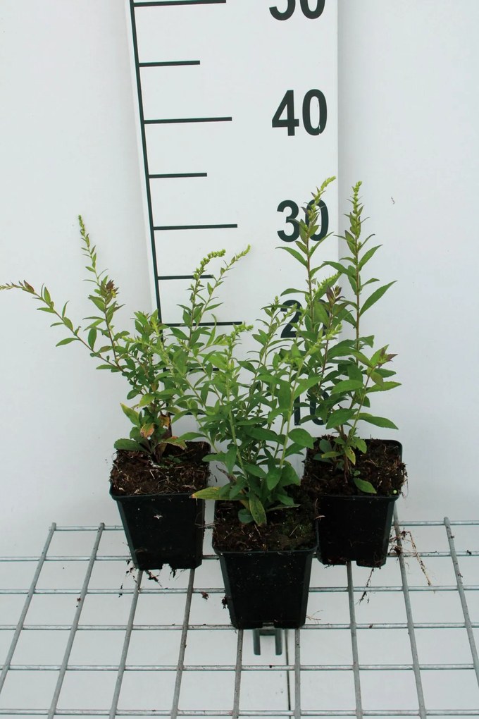 Solidago rugosa 'Fireworks' - pot 9x9 cm -