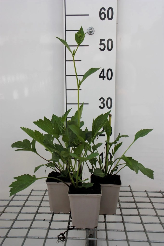 Rudbeckia nitida 'Herbstsonne' - pot 9x9 cm -