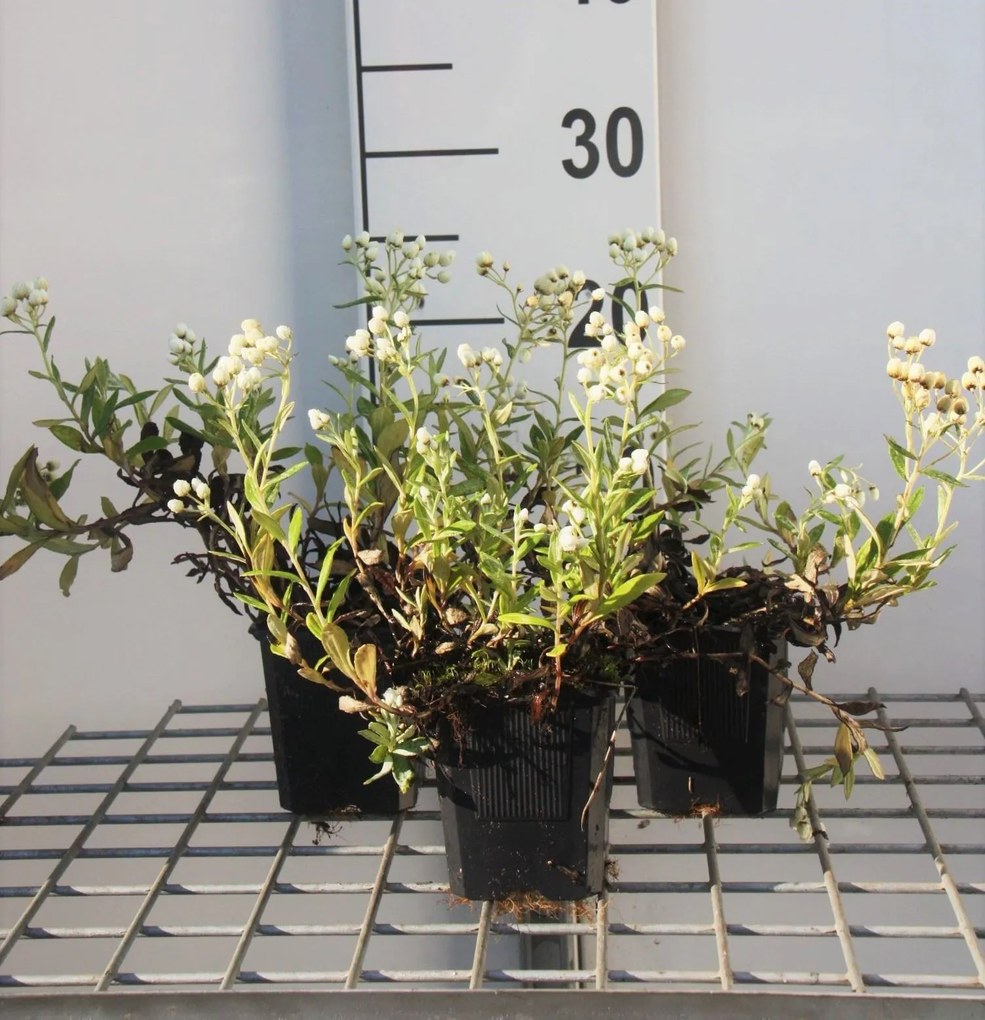 Anaphalis triplinervis - pot 9x9 cm -