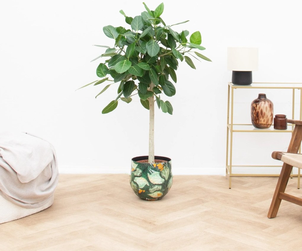 Ficus Benghalensis Audrey op stam - 150cm