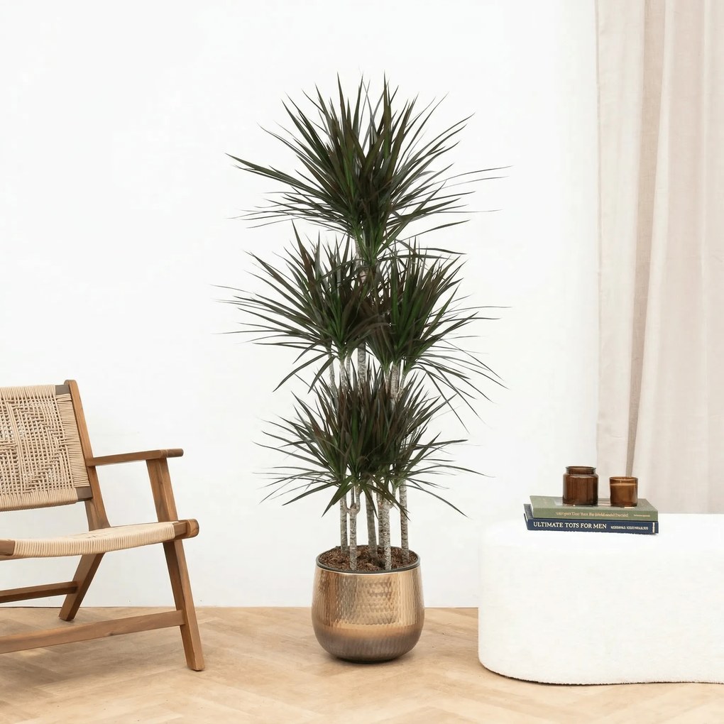 Dracaena Magenta carrousel - 160 cm