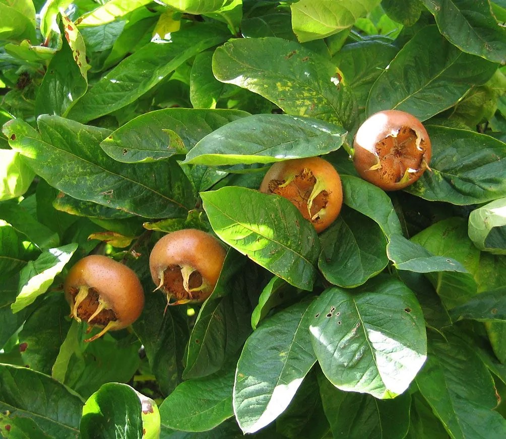 Mespilus germanica 'Nottingham' - pot 12L - 125-150 cm