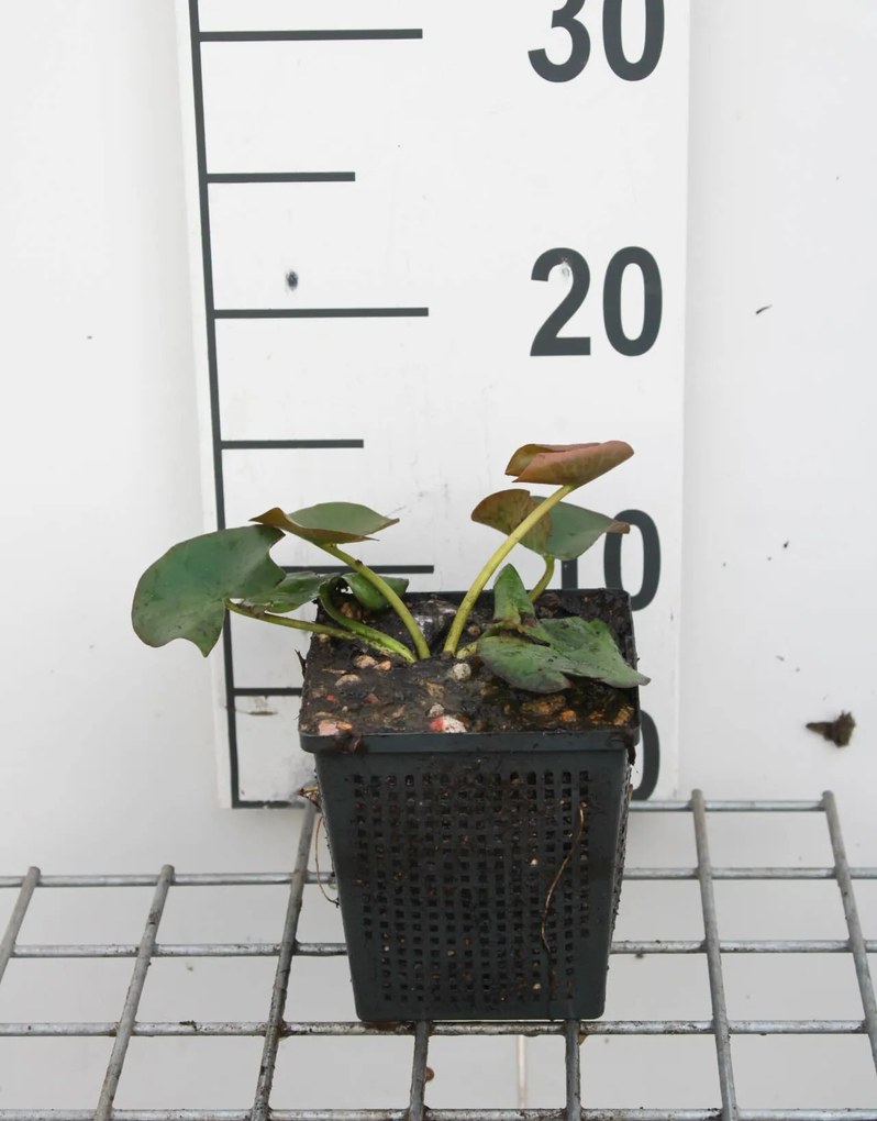 Nymphaea alba - pot 3L -