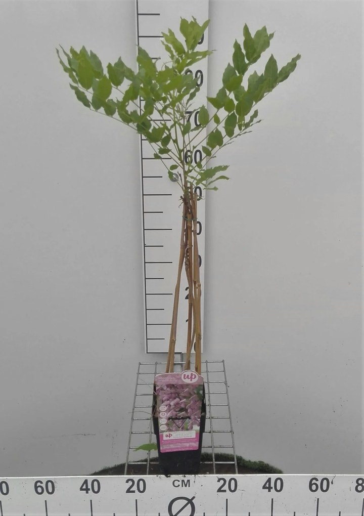 Wisteria floribunda 'Honbeni' - pot - 50-60 cm -