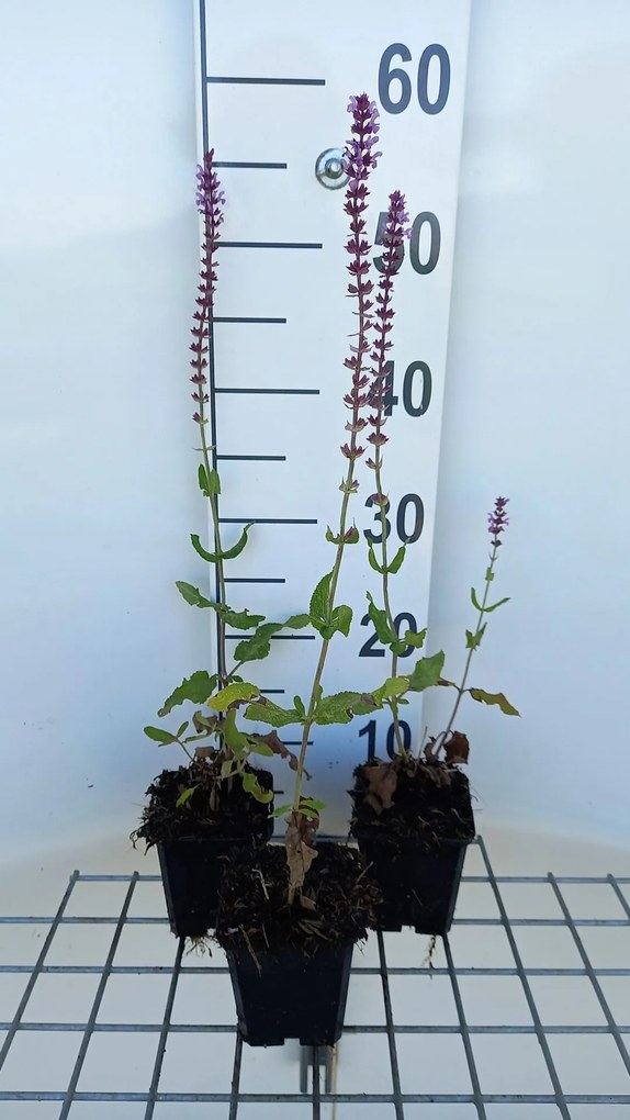 Salvia nemorosa 'Amethyst' - pot 9x9 cm