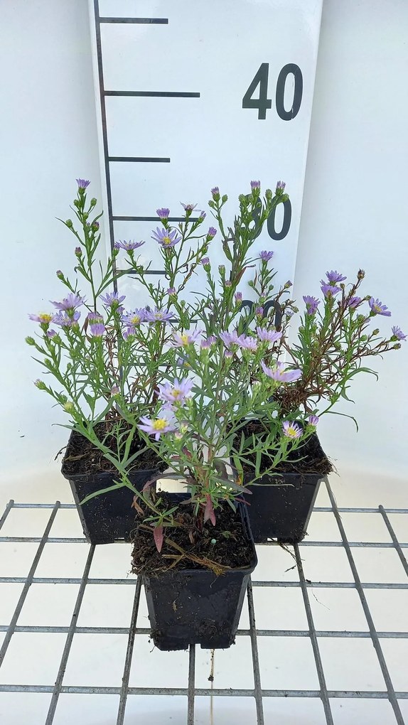 Aster 'Blue Wonder' - pot 9x9 cm