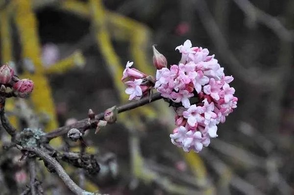 Viburnum x bodnantense 'Dawn' - pot 25L - 100-125 cm