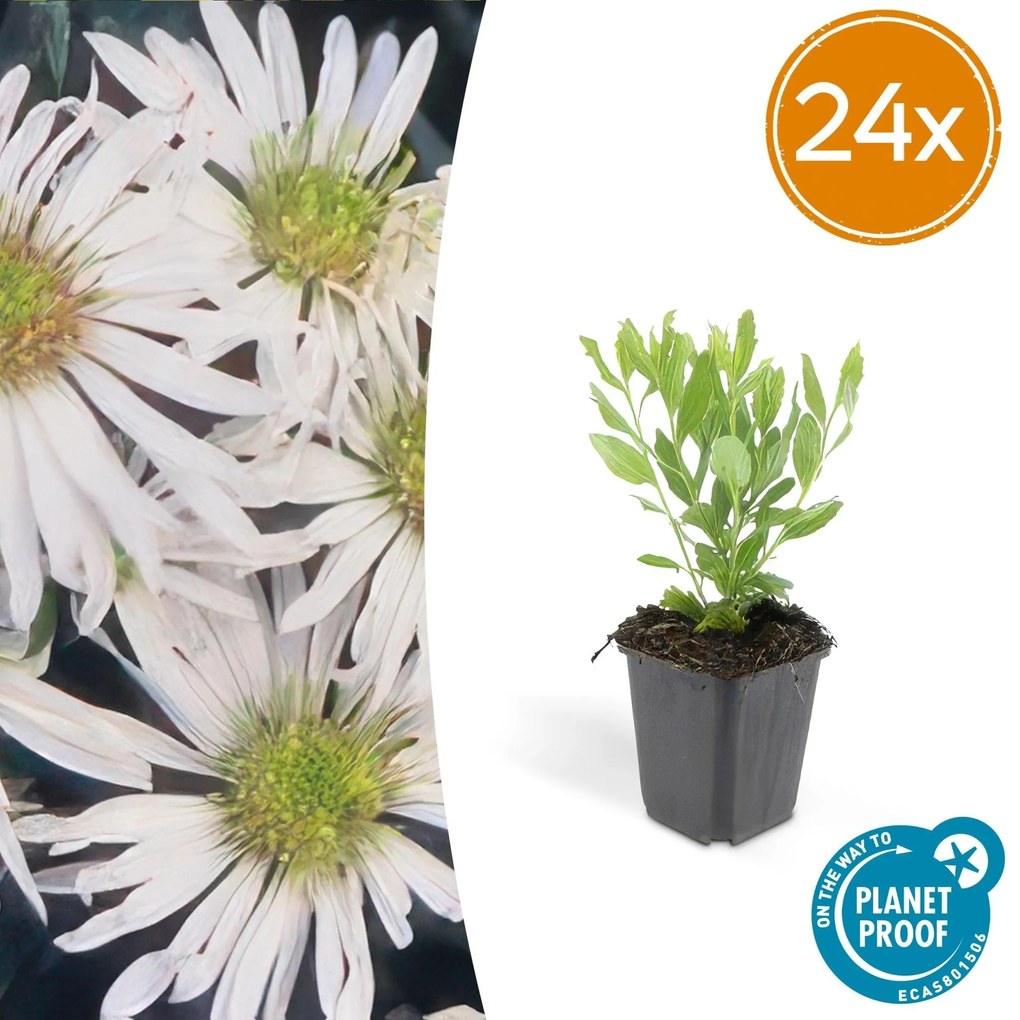 Aster ageratoides 'Ashvi' - 20cm