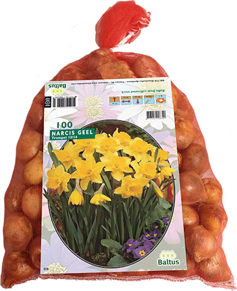 Baltus 'Narcis' Geel - voorjaarsbloeiers - 100 bollen