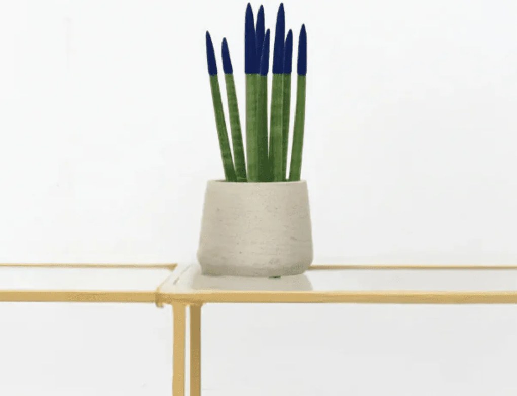 Sansevieria Cylindrica Velvet Touchz blauw - 25cm