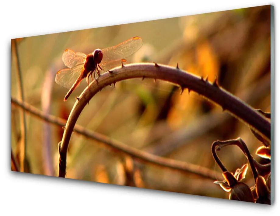 Glas schilderij Dragonfly natuur plant 100x50 cm