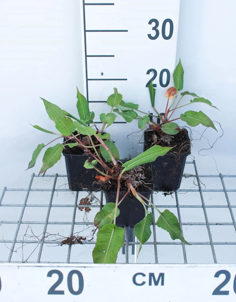 Persicaria amplexicaulis 'Blotau' (Taurus) - pot 9x9 cm -