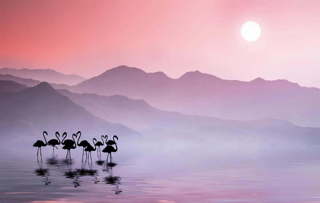 Kunstfotografie Flamingos Sunset, Bess Hamiti, (40 x 24.6 cm)