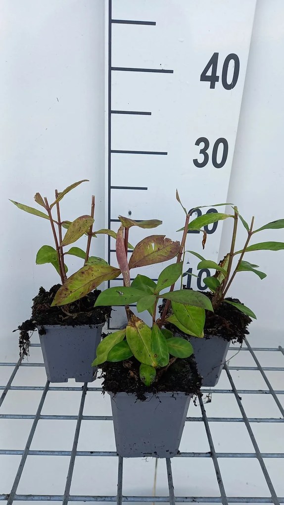 Phlox 'Eva Cullum' - pot 9x9 cm