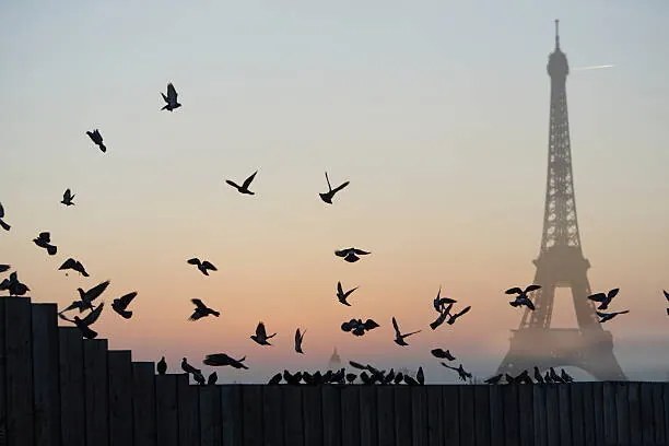 Foto Eiffel Tower, Pigeons, Peter Cade