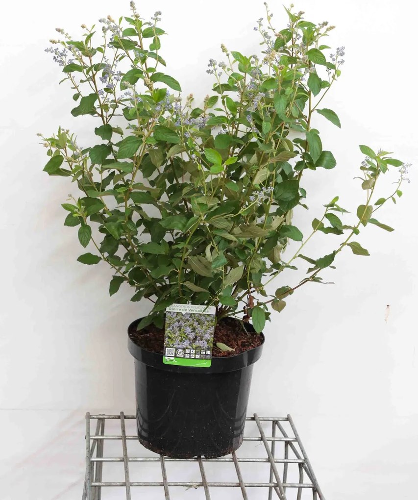 Ceanothus x delilianus 'Gloire de Versailles' - pot 10L - 60-80 cm