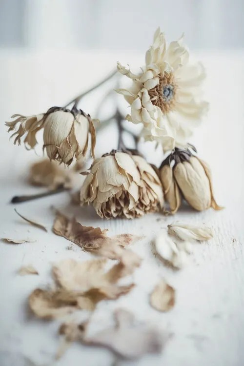 Foto Transience, Treechild