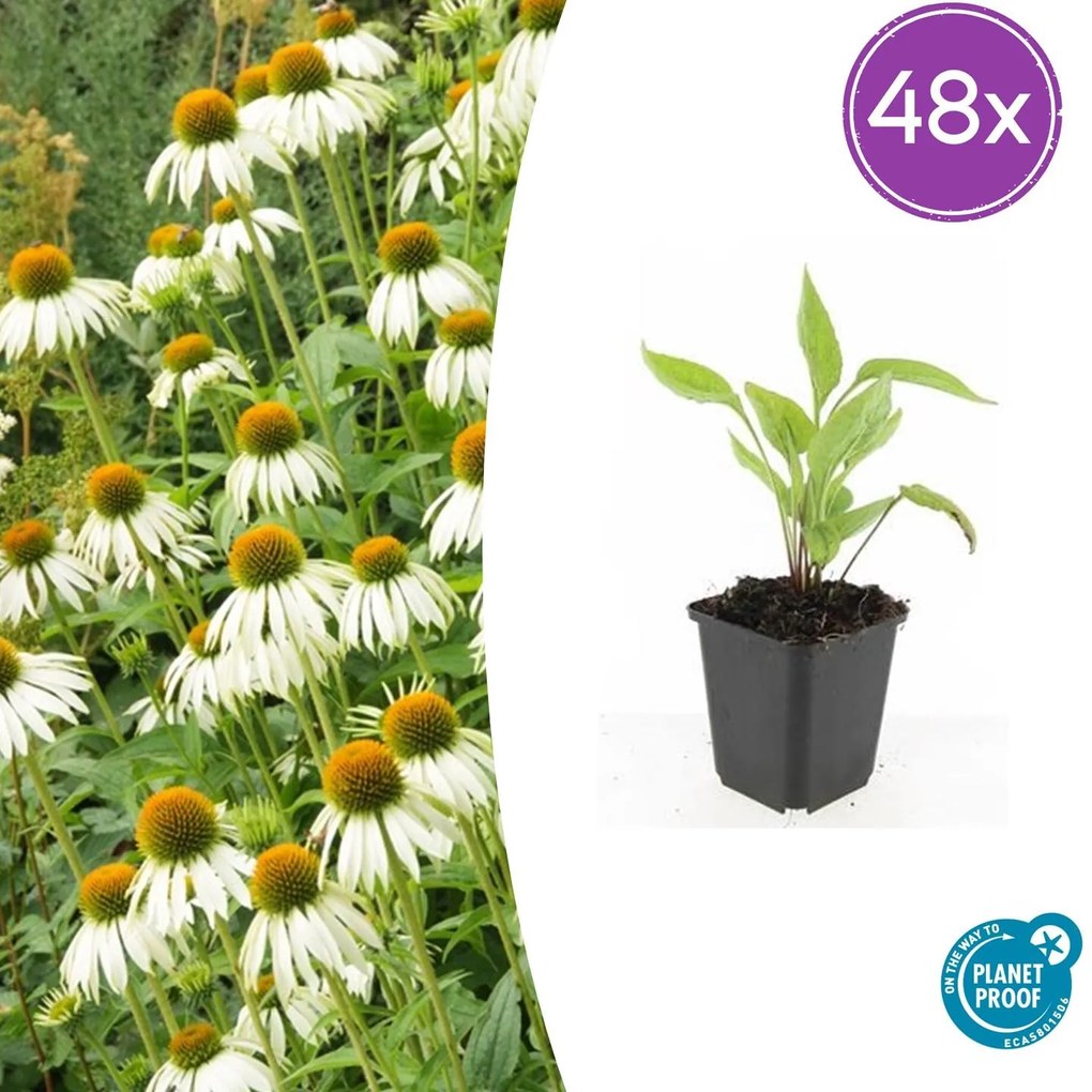 48x Echinacea p. 'White Swan' - ↕10-25cm - Ø9cm