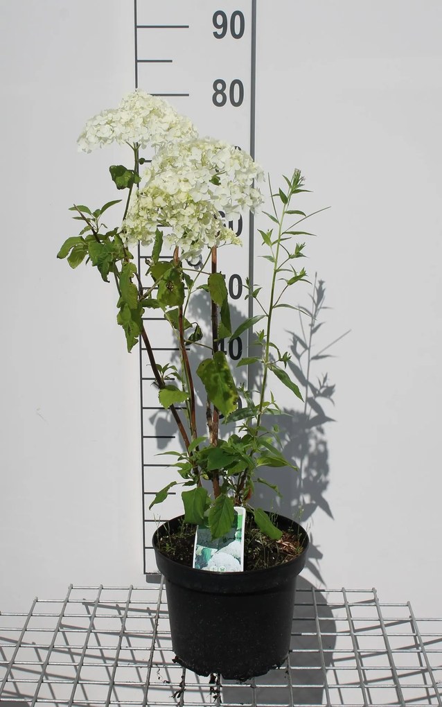 Hydrangea arborescens 'Annabelle' - sneeuwbal hortensia - pot 5L - 50-60 cm