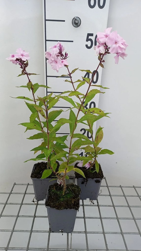 Phlox 'Rosa Pastell' - pot 9x9 cm