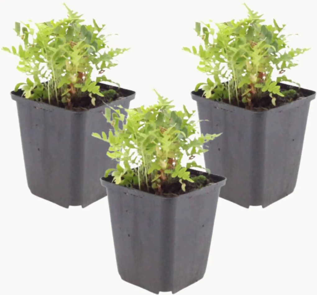 Planten Spotted Fern Polypodium vulgare, 3-delig