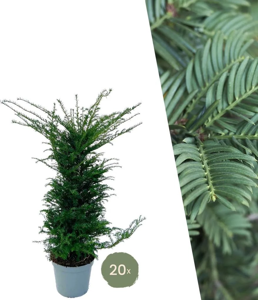 Taxus planten voor 10 meter strekkende haag - 100cm