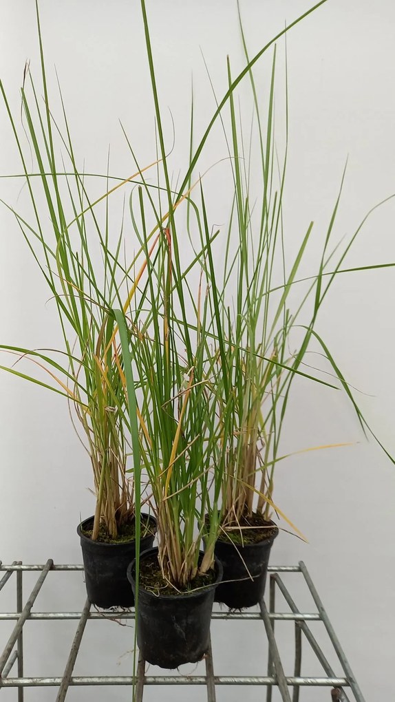 Pennisetum macrourum - pot 9x9 cm -