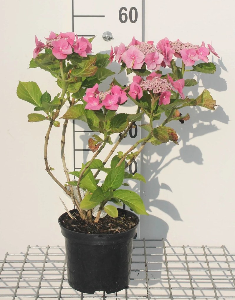 Hydrangea macrophylla 'Taube' - pot - 25-30 cm -