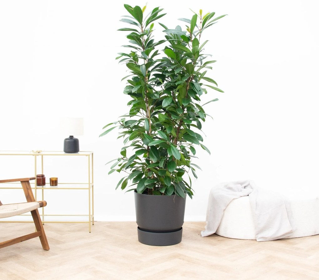 Ficus Cyathistipula struik - 220cm