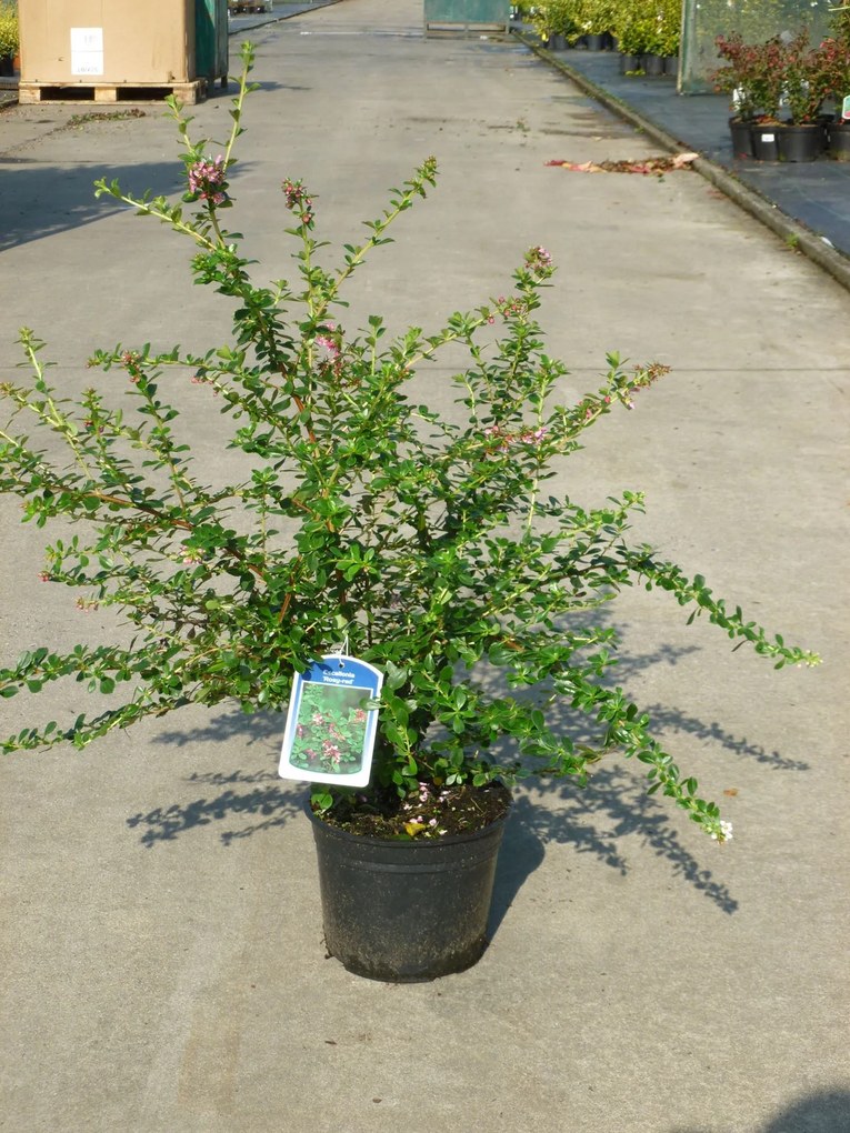 Escallonia 'Dart's Rosyred' - pot - 40-50 cm