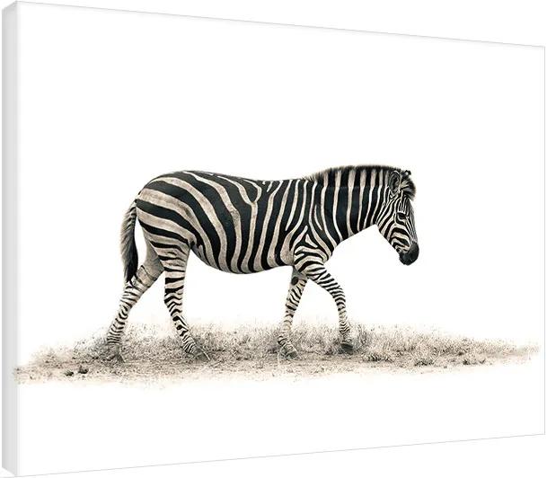 Print op canvas Mario Moreno - The Zebra, (80 x 60 cm)