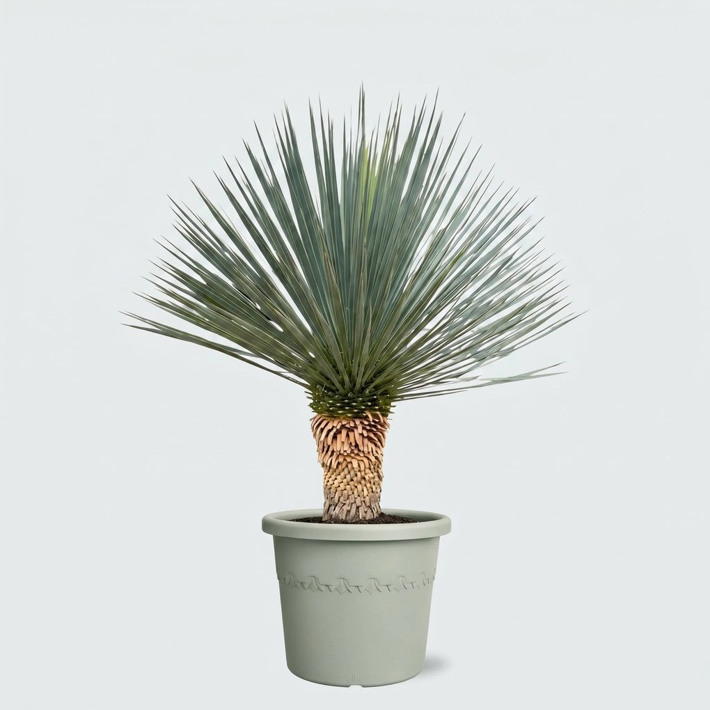 Yucca Rostrata 'Blue Swan' - 100cm