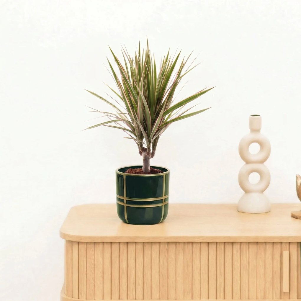 Bambino Dracaena Bicolor stam - 30 cm