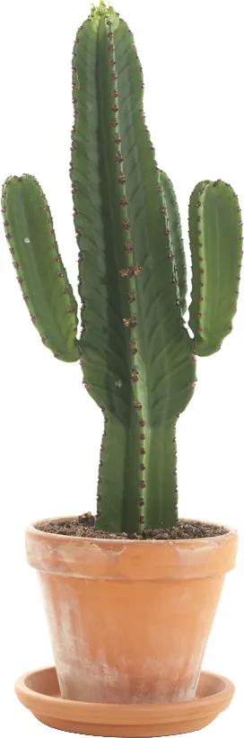 Euphorbia ingens incl. terracotta pot