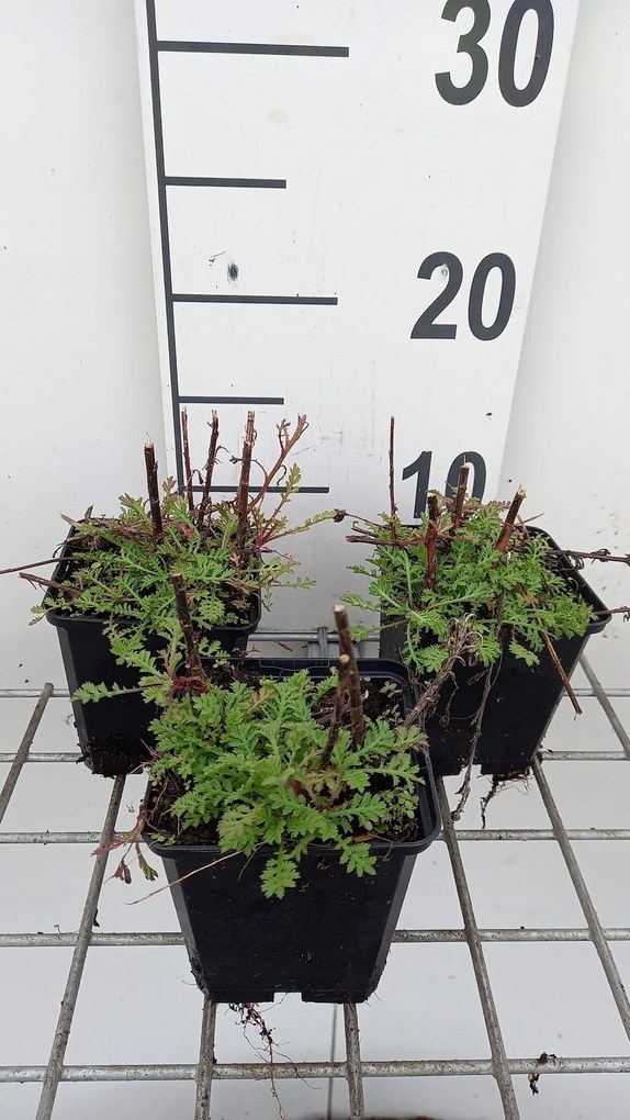 Anthemis x hybrida 'Kelwayi' - pot 9x9 cm
