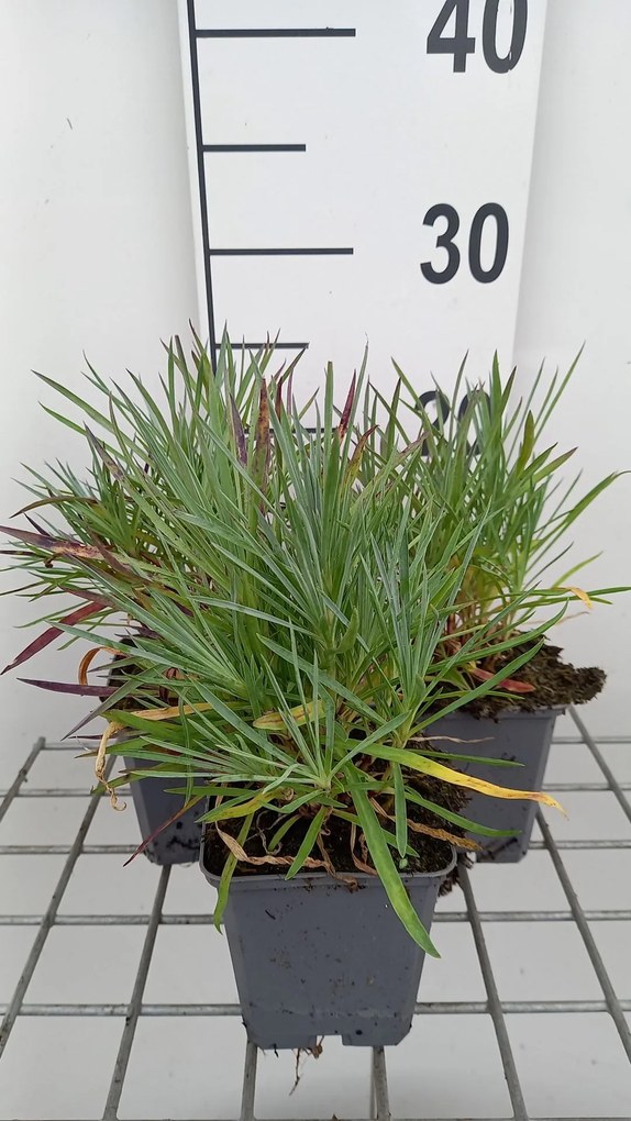 Dianthus 'Double Rose' - pot 9x9 cm