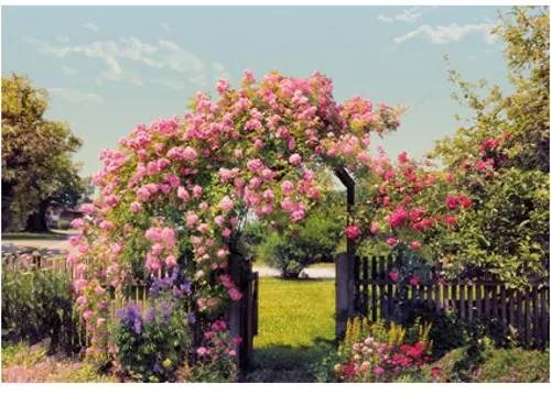 Fotobehang Rose garden