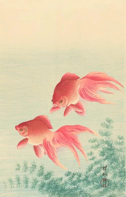 Twee goudvissen