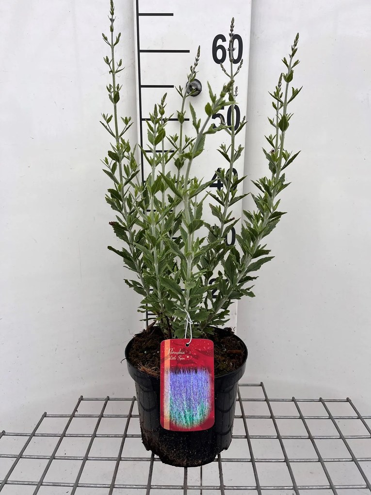 Perovskia atriplicifolia 'Little Spire' - pot - 30-40 cm (Russische salie) -
