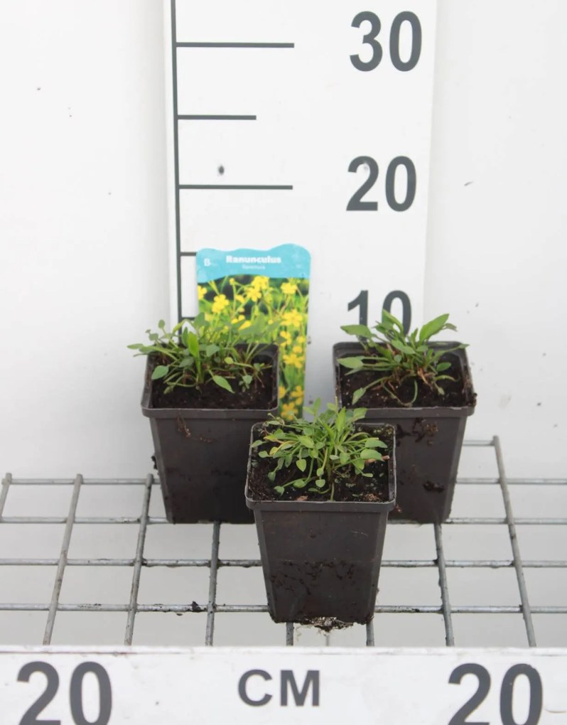 Ranunculus flammula - pot 9x9 cm -